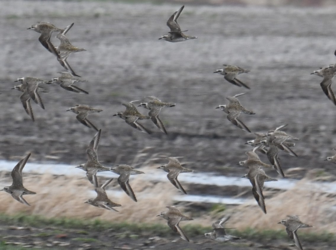 American Golden-Plover - Austin Rice