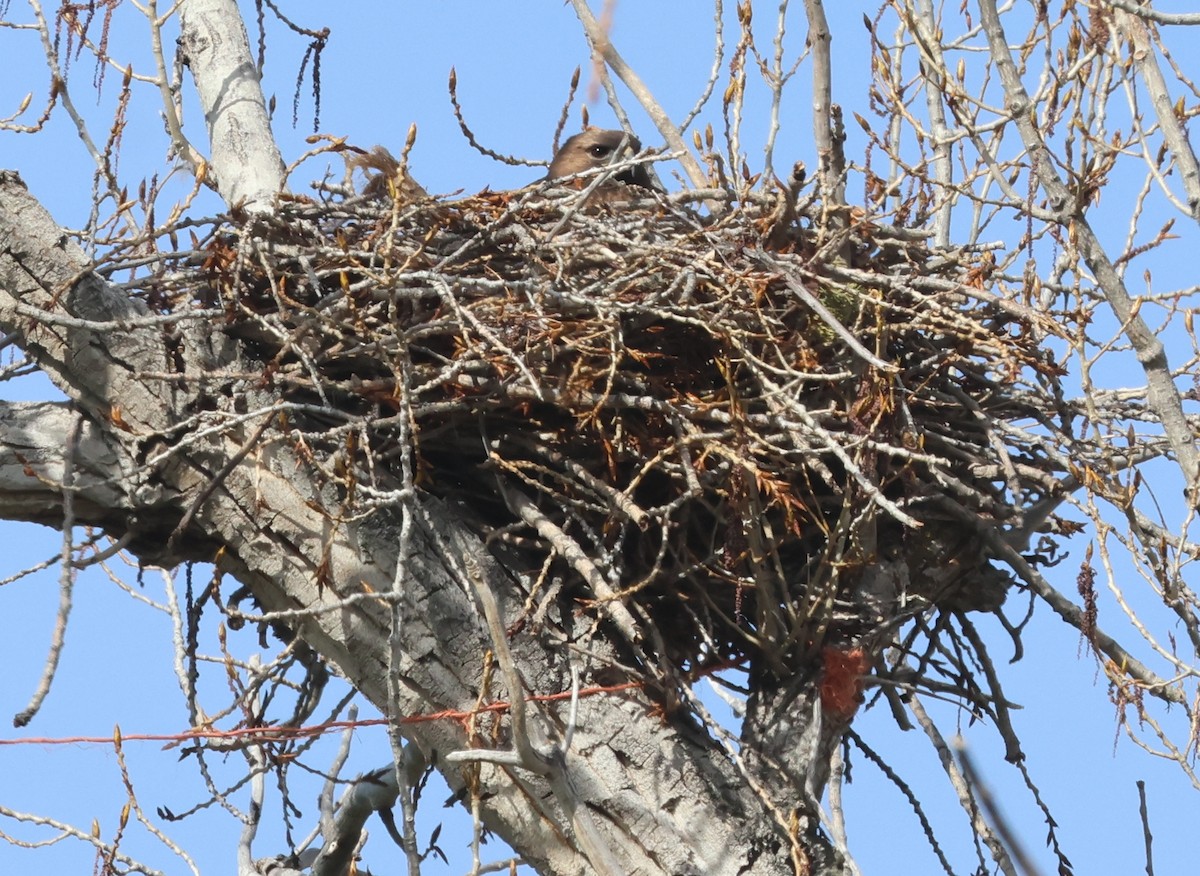 Red-tailed Hawk (calurus/alascensis) - Jim Parker