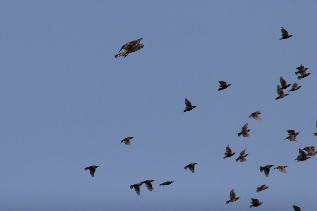 European Starling - Yiming Qiu