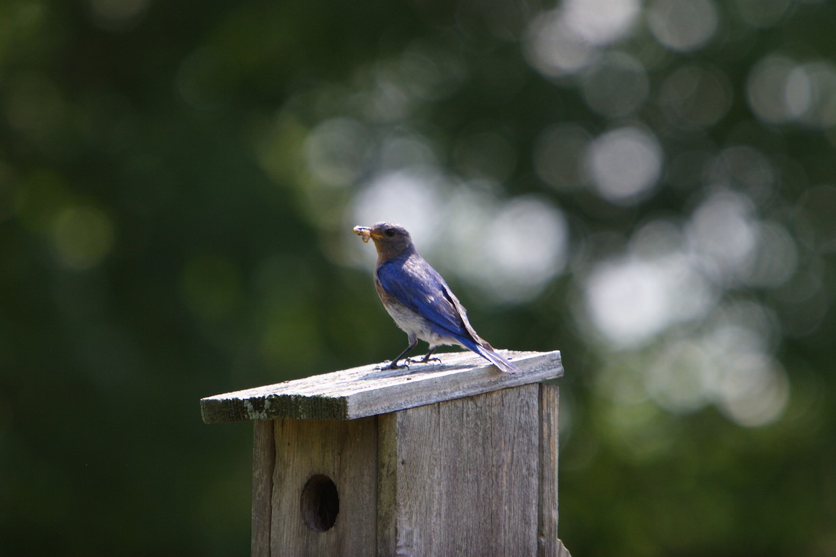 Eastern Bluebird - ML617007542