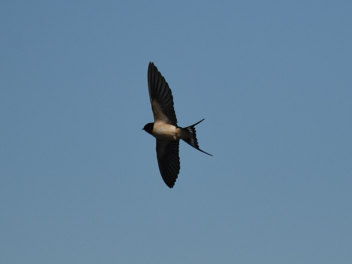 Barn Swallow - Austin Rice