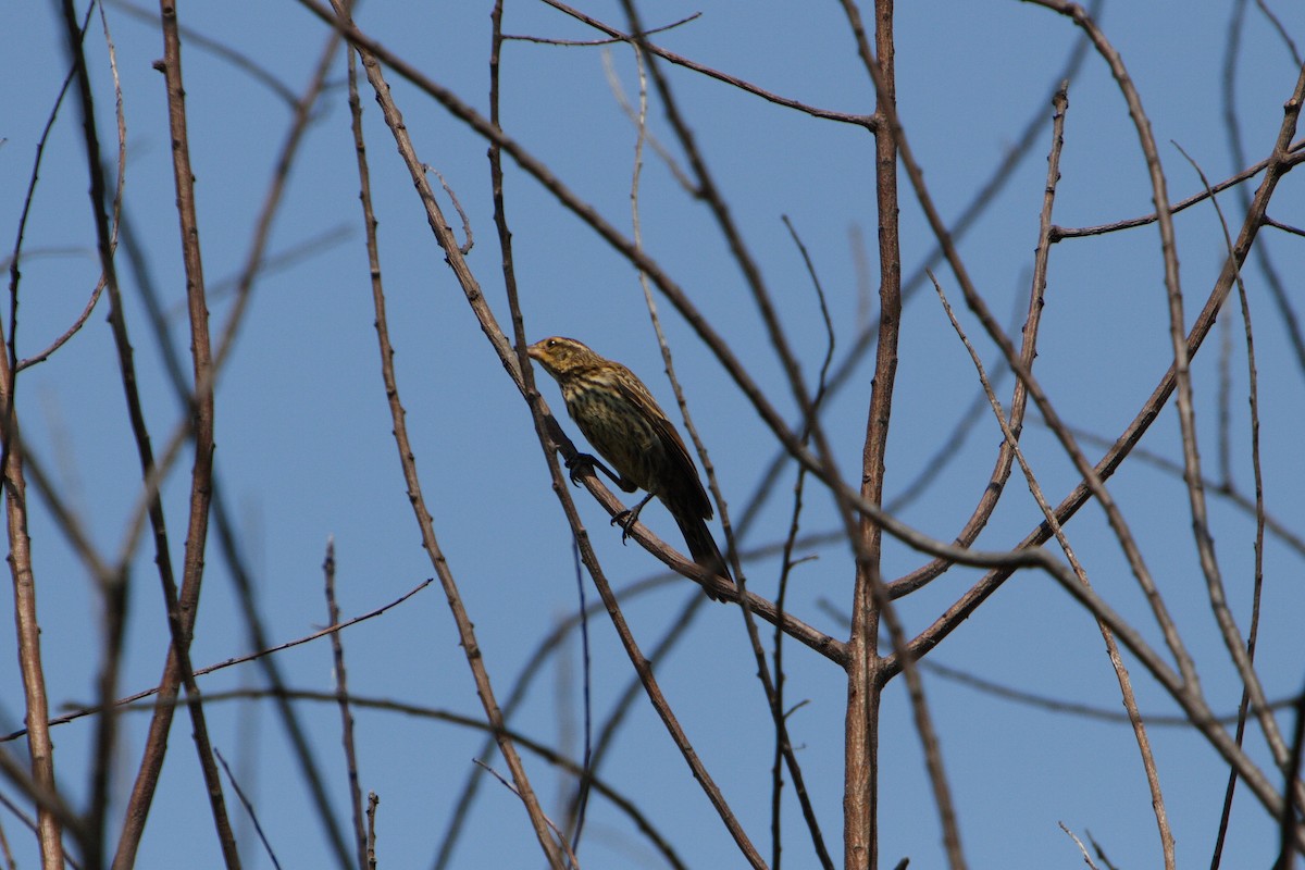 Red-winged Blackbird - ML617007550