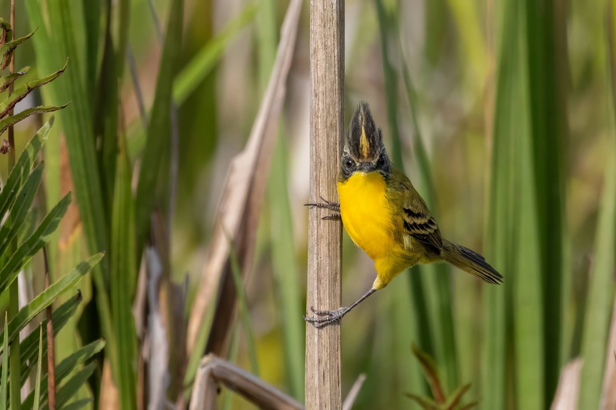 Crested Doradito - ML617007554