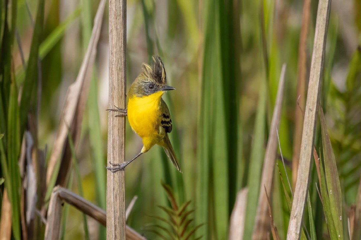 Crested Doradito - ML617007555