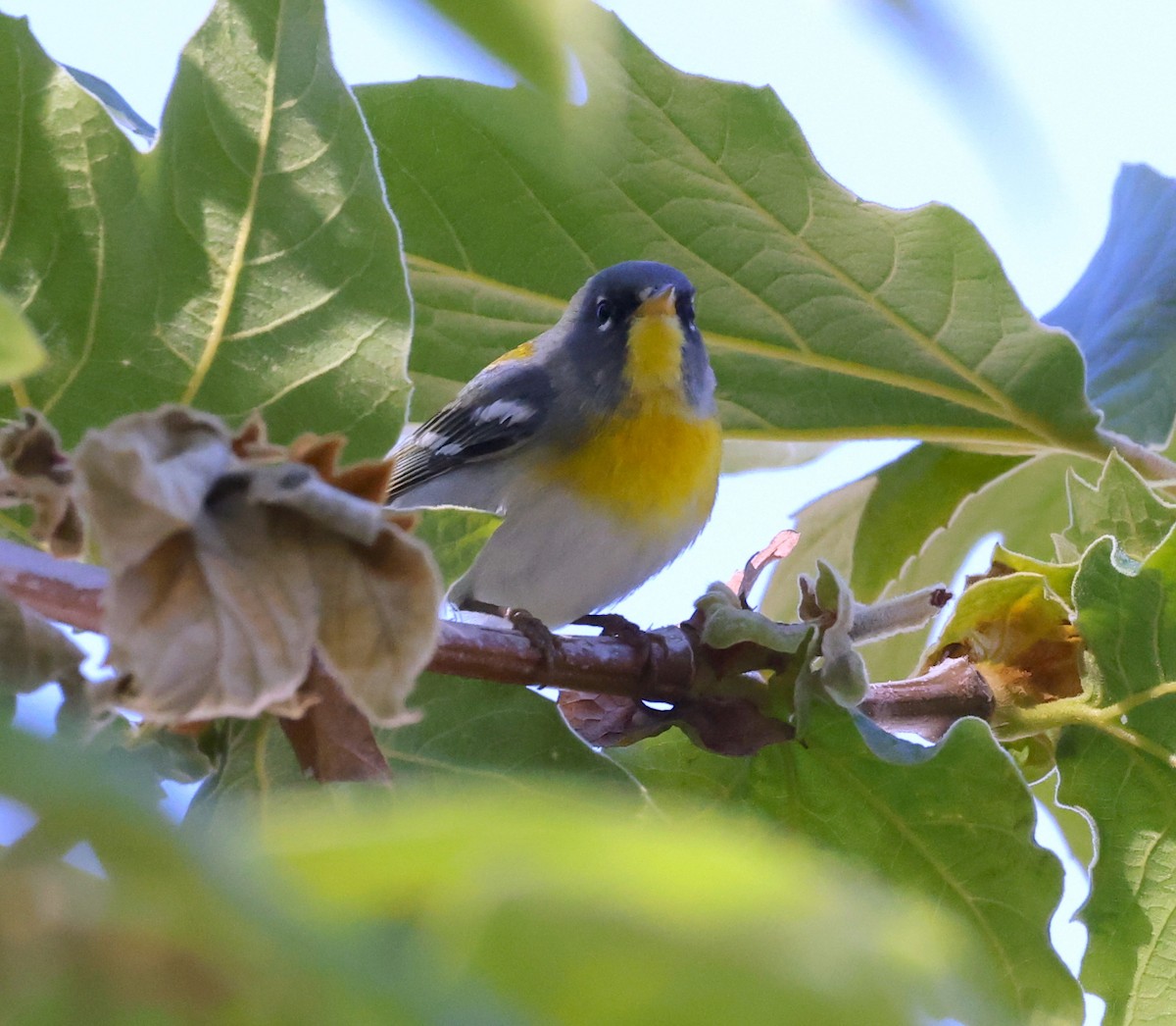 Northern Parula - ML617007570