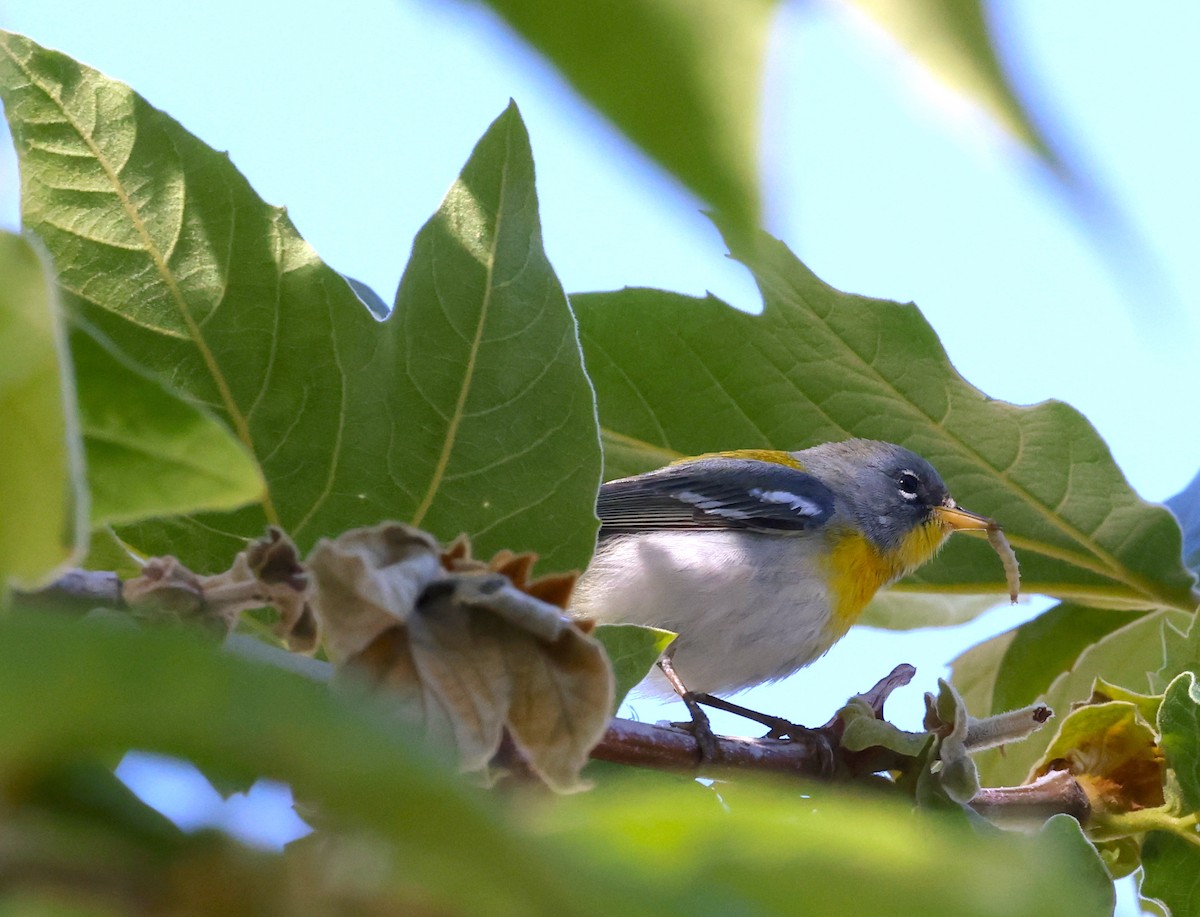 Northern Parula - Bryan Flaig