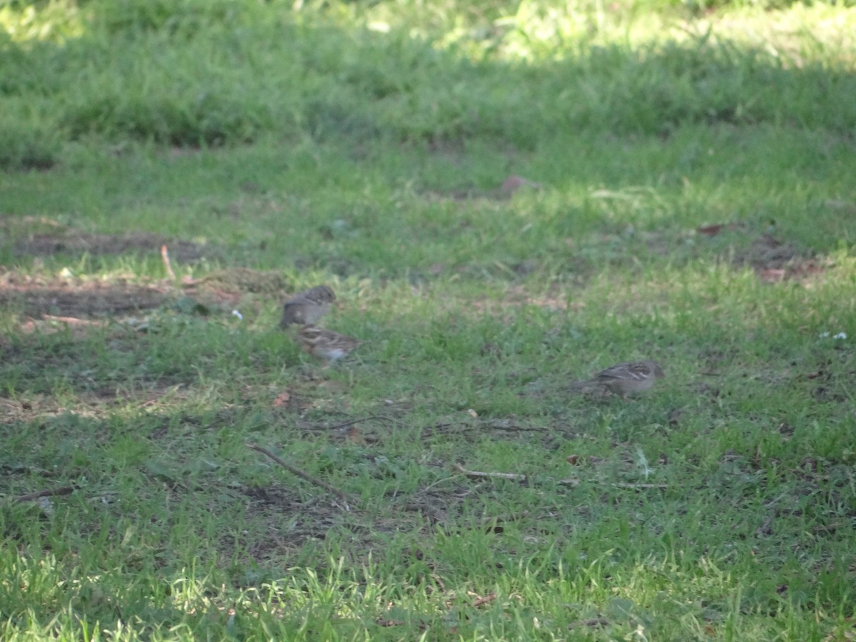 Rustic Bunting - ML617007587