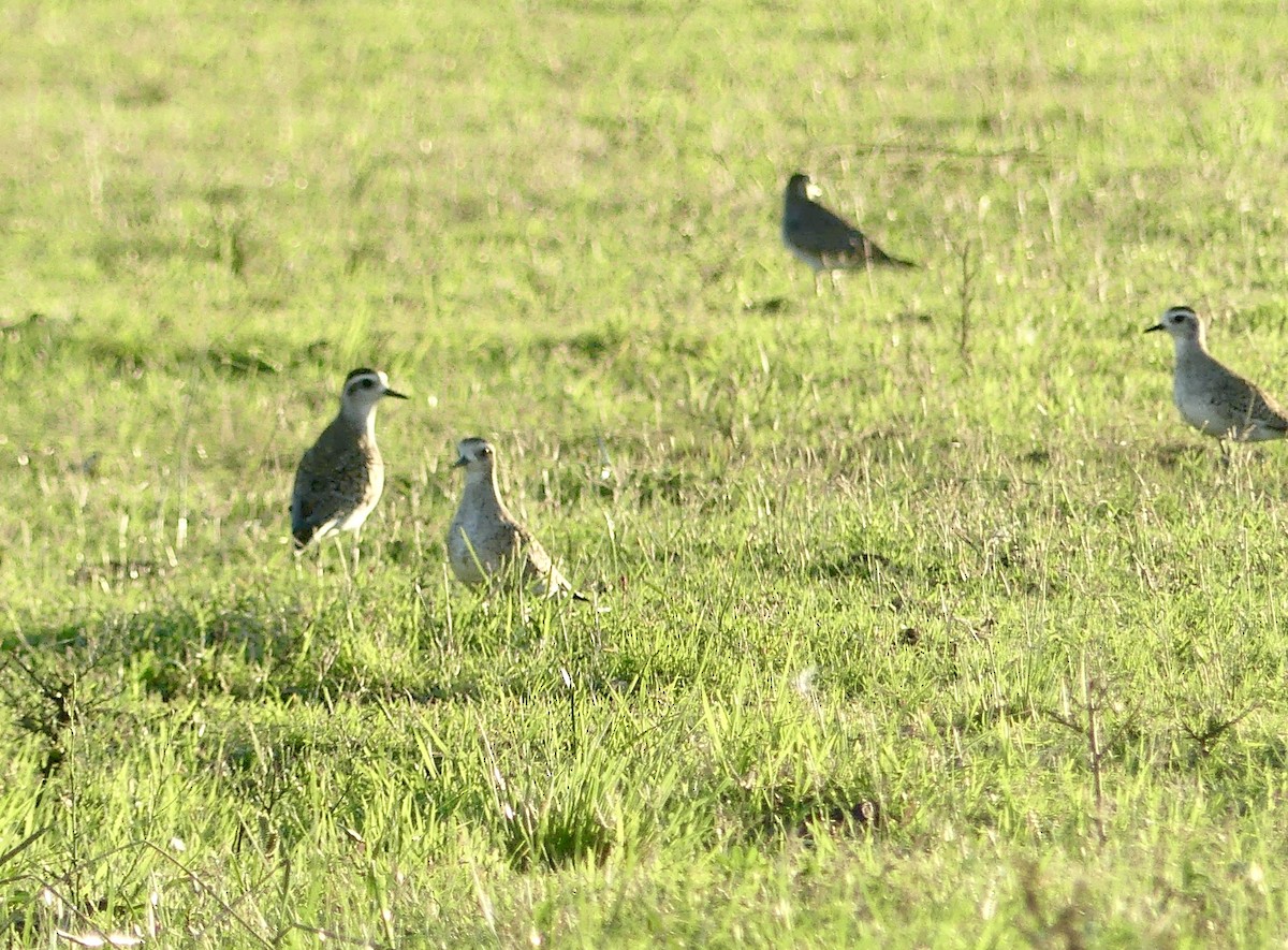 Upland Sandpiper - ML617007611