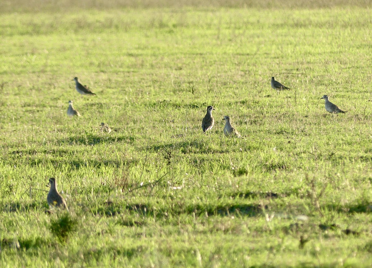 Upland Sandpiper - ML617007612