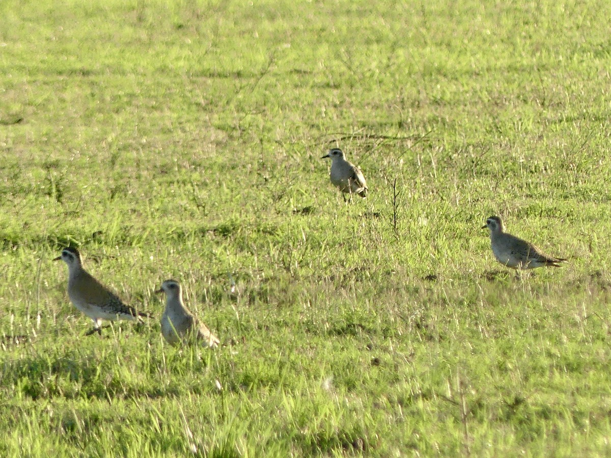 Upland Sandpiper - ML617007613