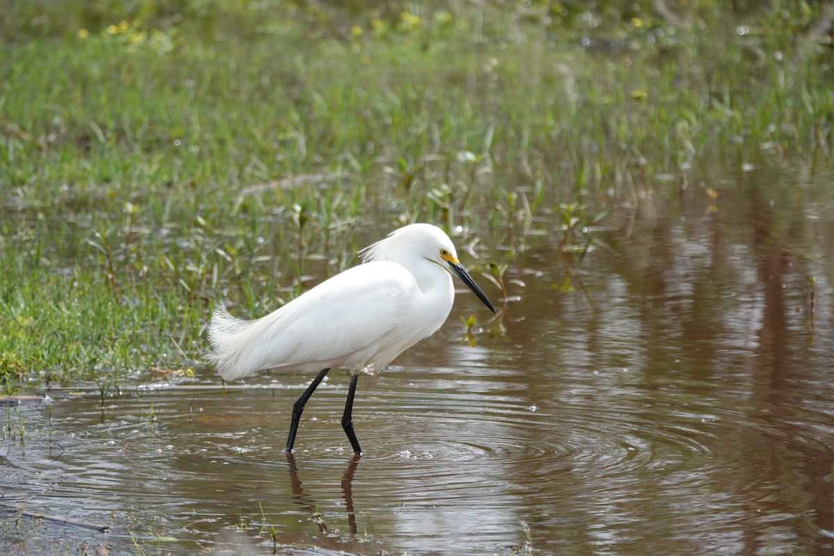 Snowy Egret - ML617007638