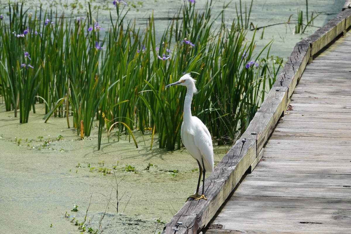 Snowy Egret - ML617007643