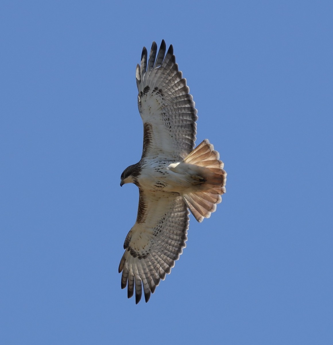 Red-tailed Hawk - ML617007646