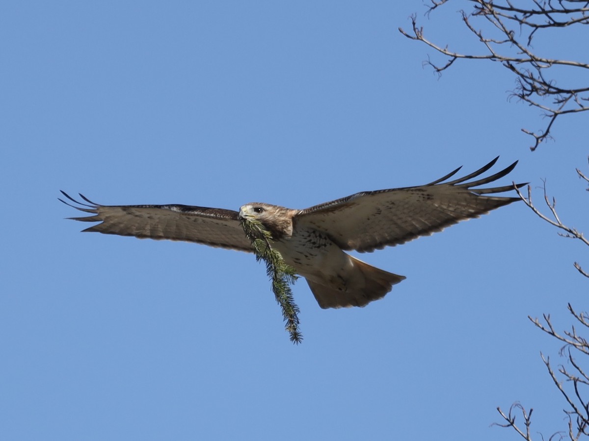 Red-tailed Hawk - Mike McInnis