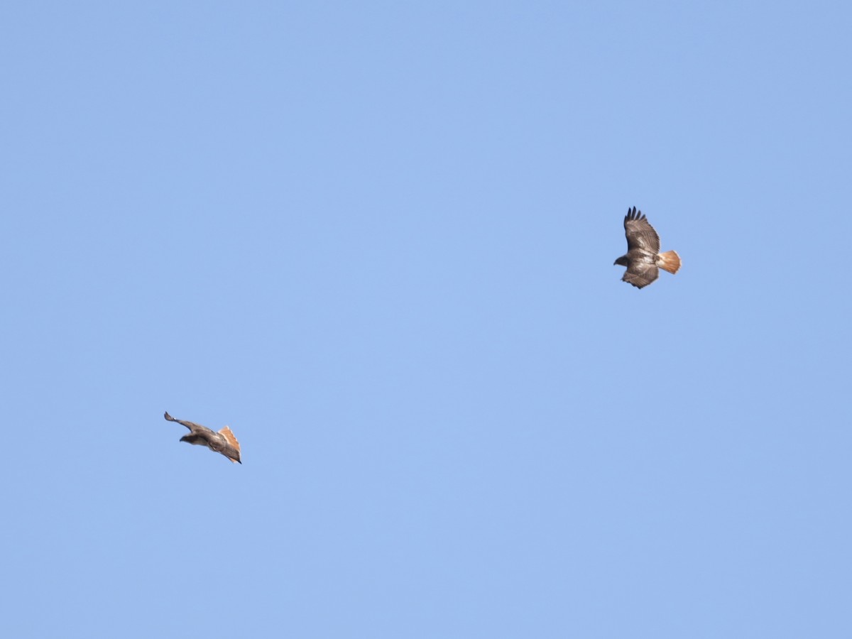 Red-tailed Hawk - ML617007648