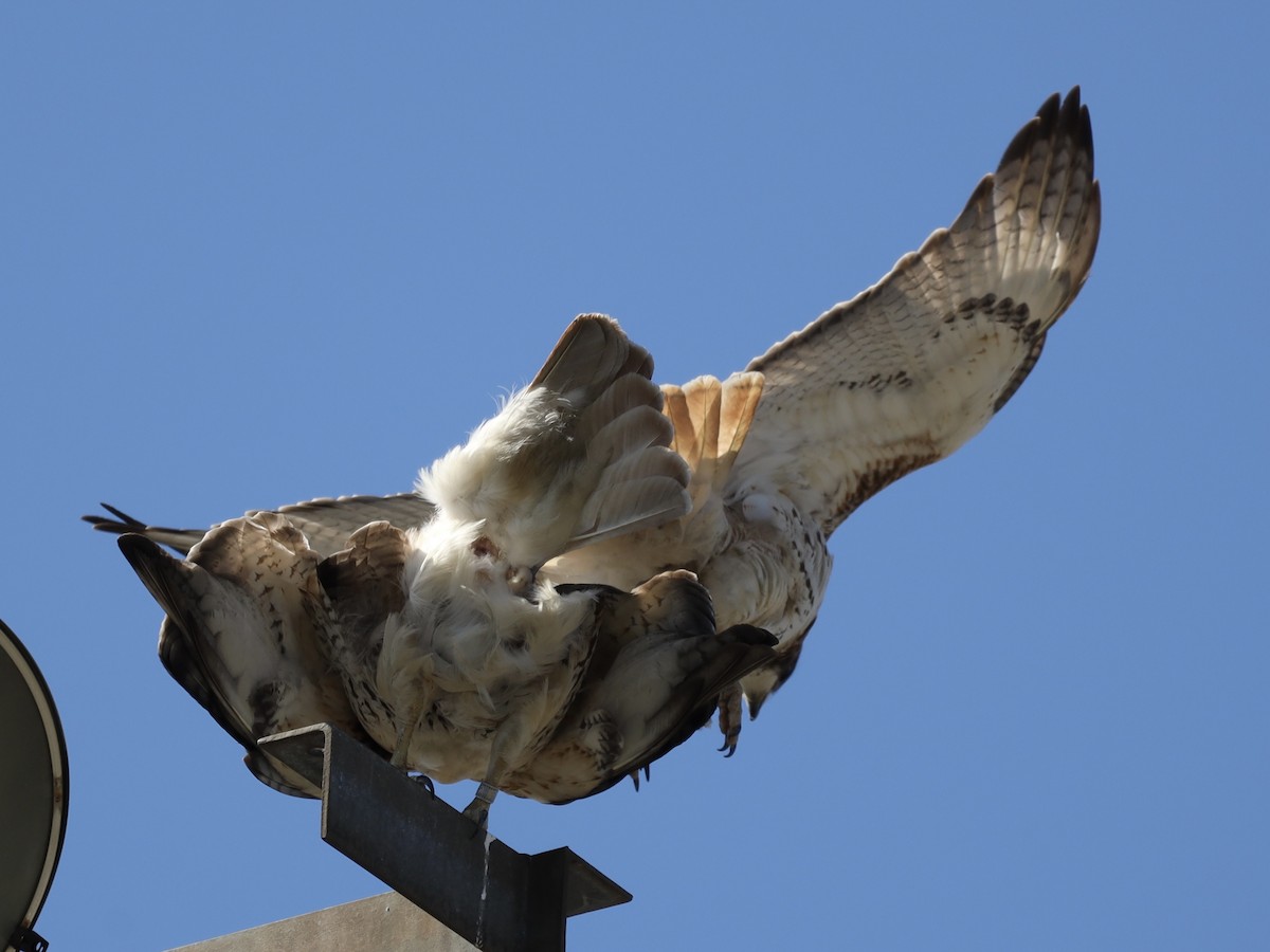 Red-tailed Hawk - ML617007649