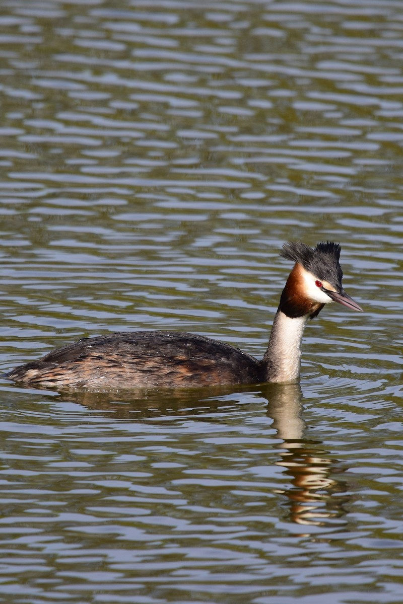 Great Crested Grebe - ML617007682