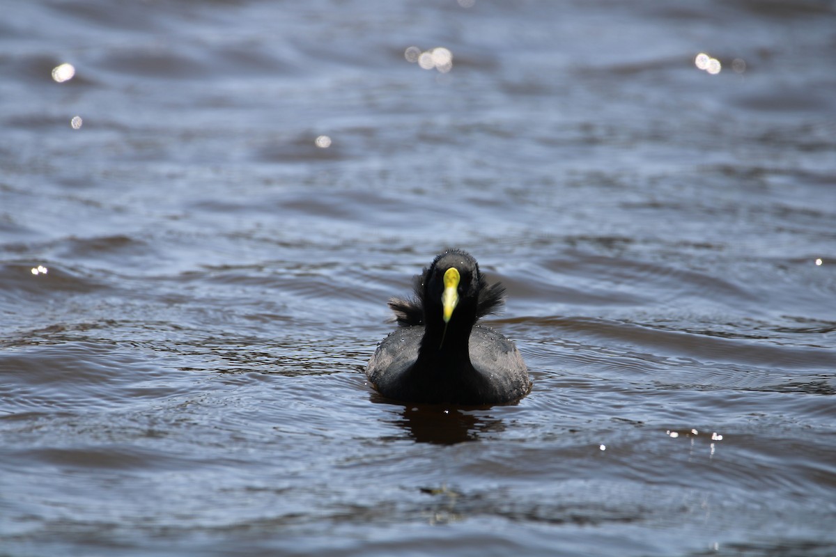 Red-gartered Coot - Armando Aranela