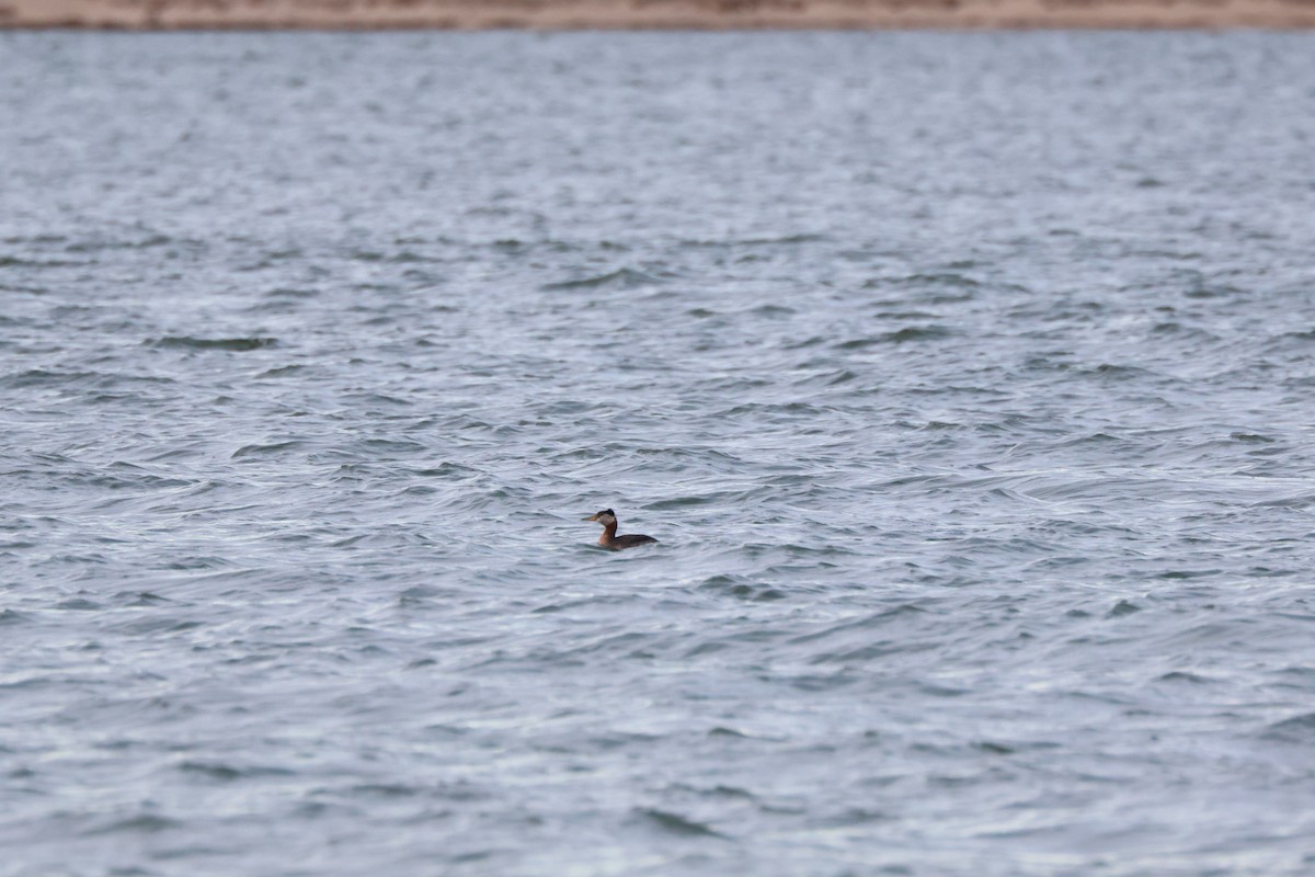 Red-necked Grebe - ML617007698