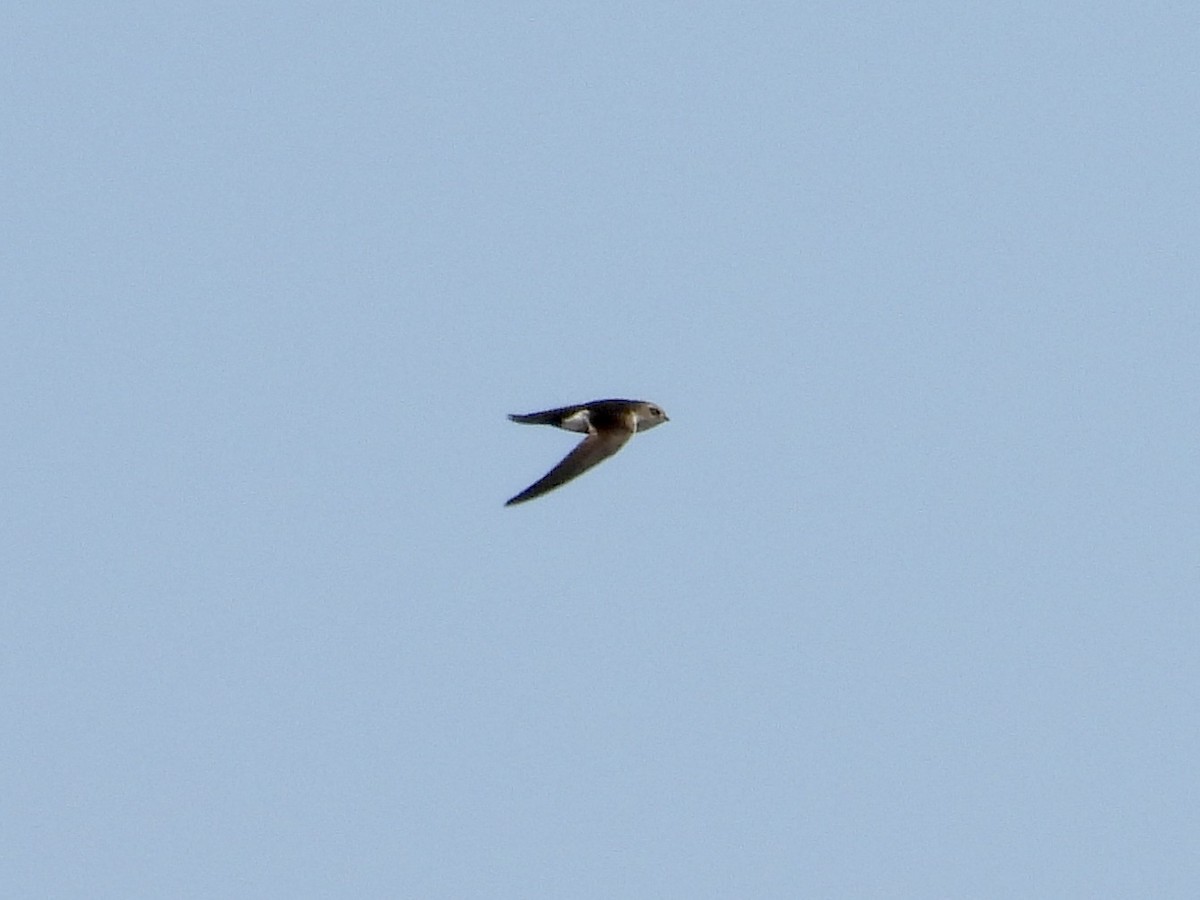 White-throated Swift - ML617007701