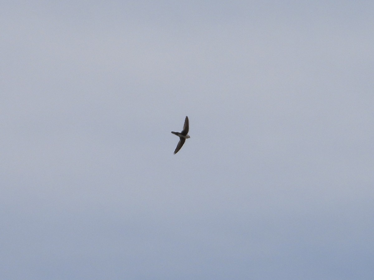 White-throated Swift - ML617007702