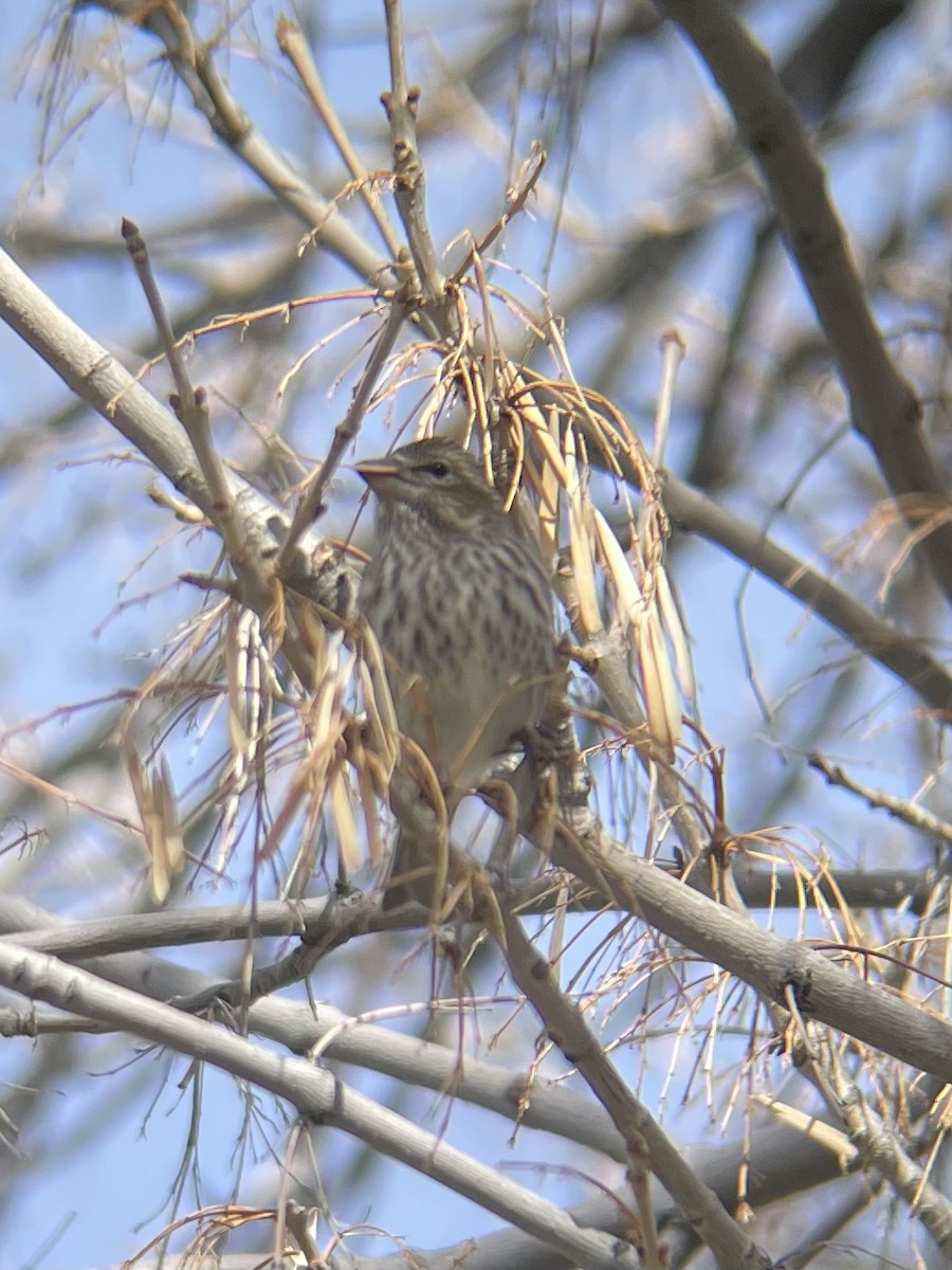 Purple Finch - ML617007738