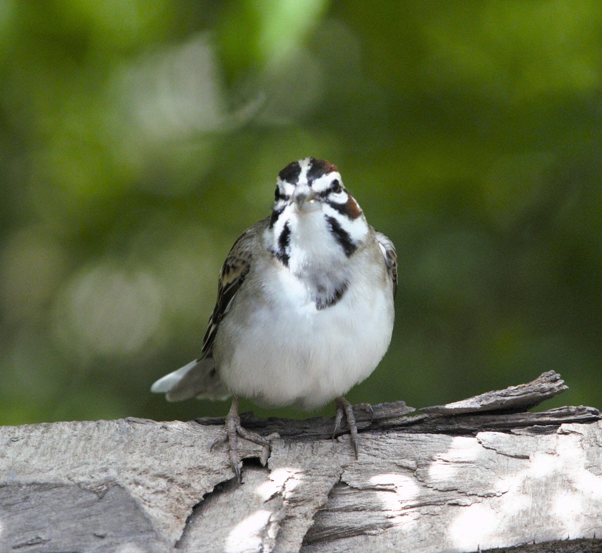 Lark Sparrow - kevin cochran