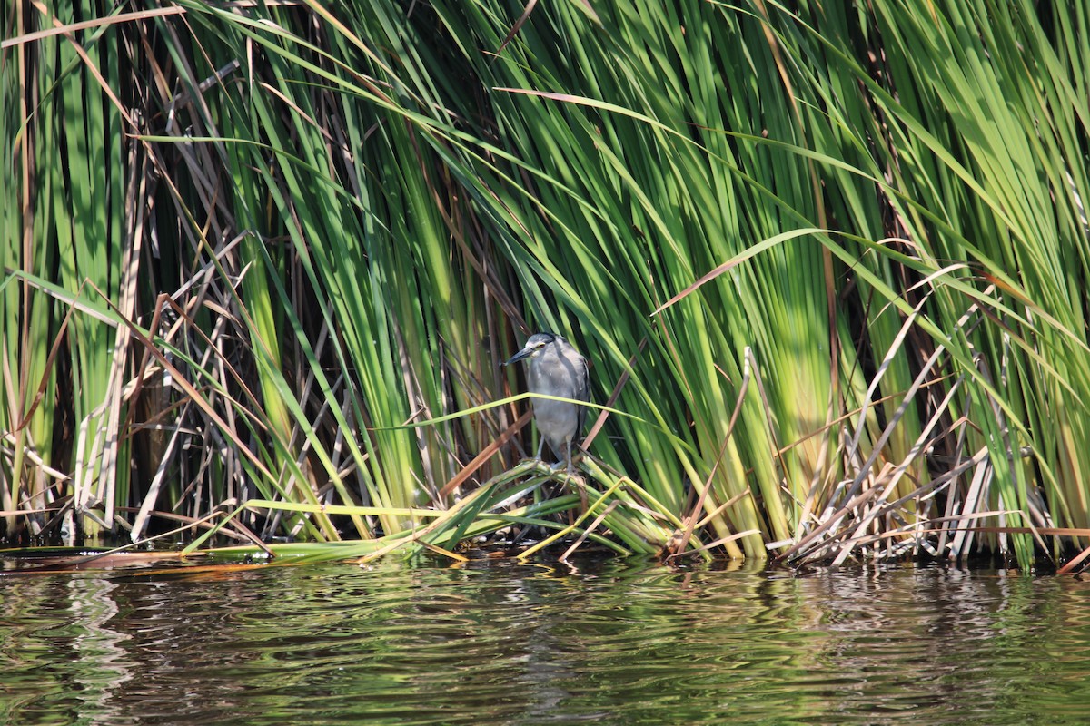 Black-crowned Night Heron - Armando Aranela