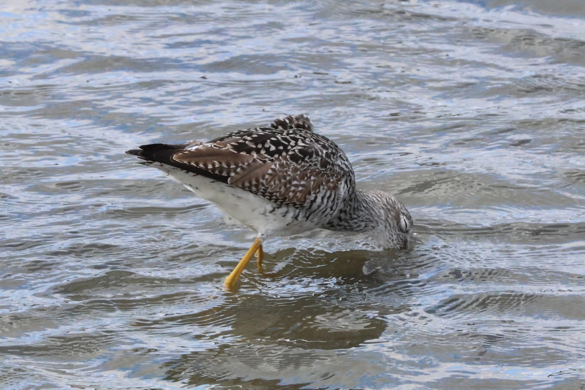 Greater Yellowlegs - Tracey Chan