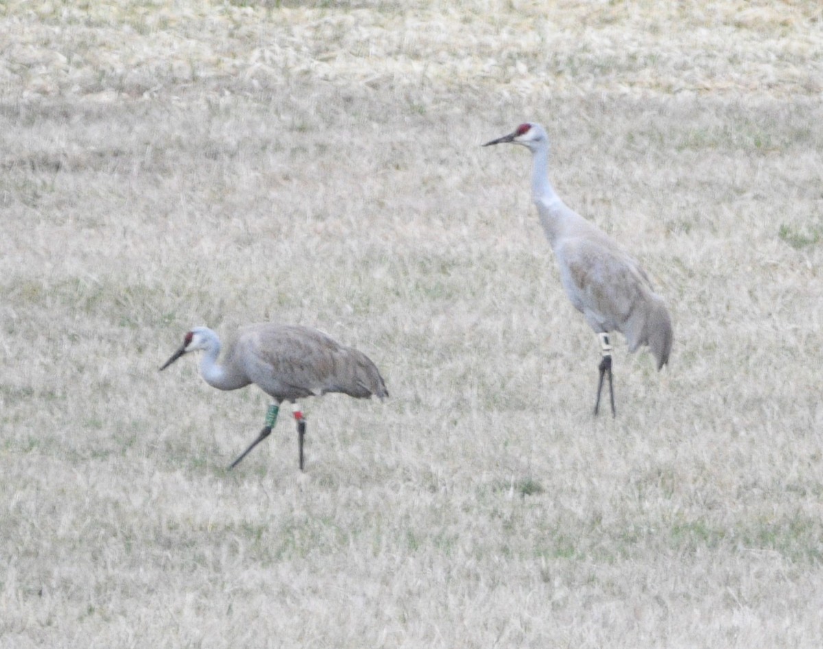 Sandhill Crane - ML617007783