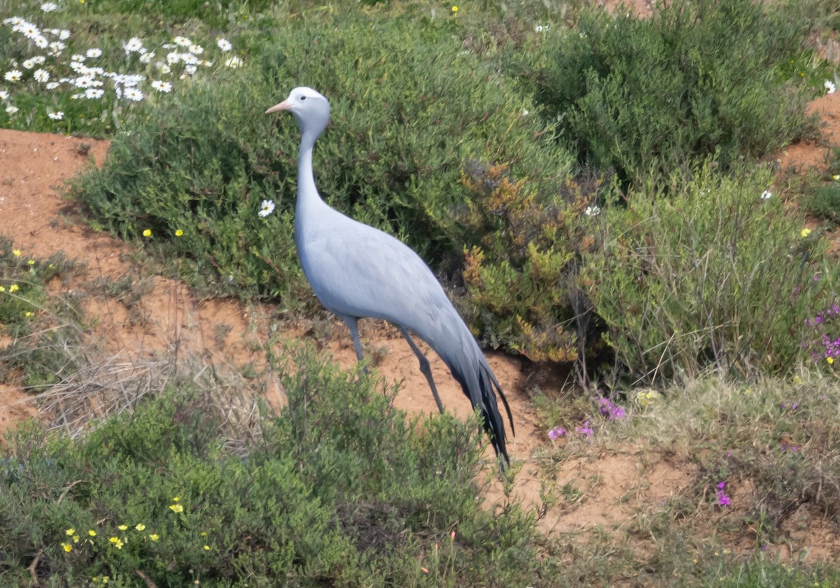 Blue Crane - ML617007785