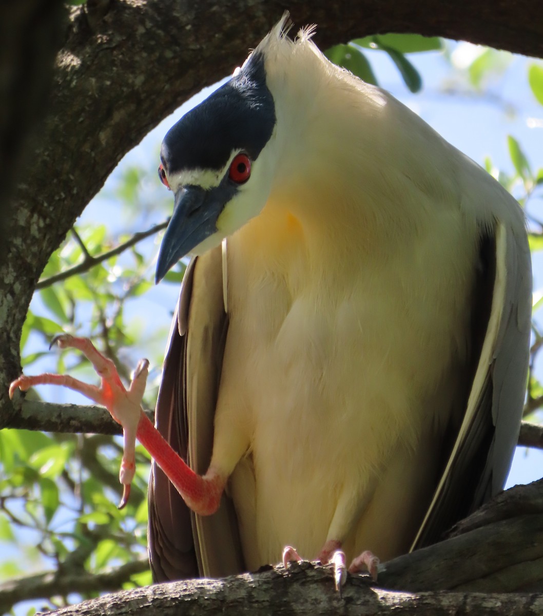 Black-crowned Night Heron - ML617007893