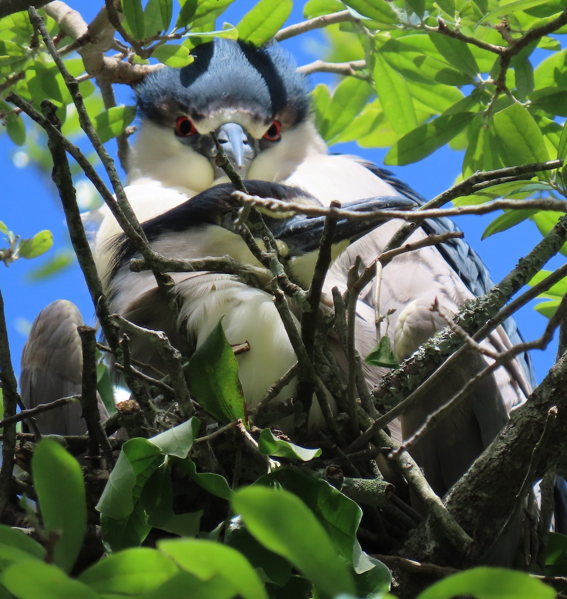 Black-crowned Night Heron - ML617007894