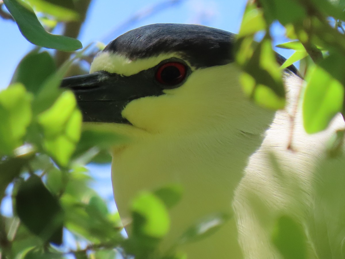 Black-crowned Night Heron - ML617007896