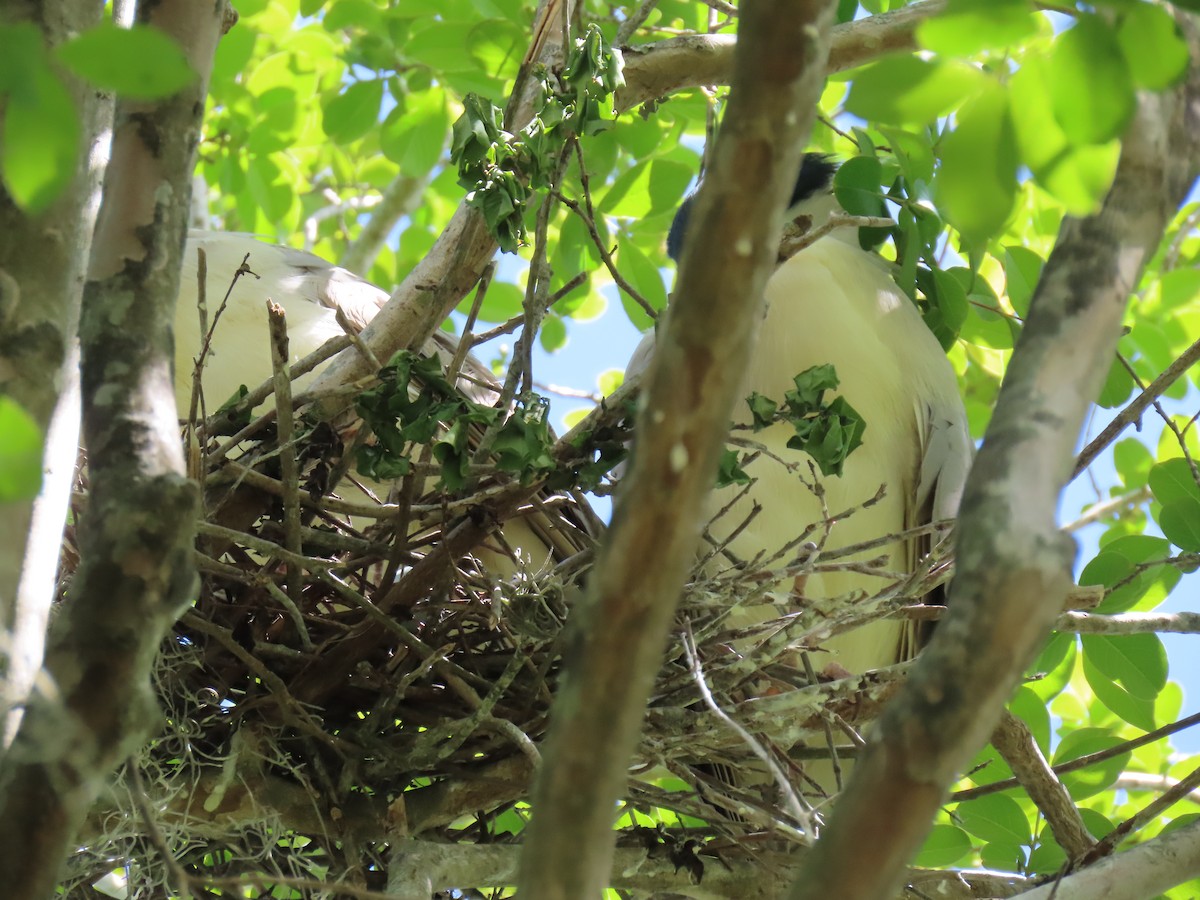 Black-crowned Night Heron - ML617007897