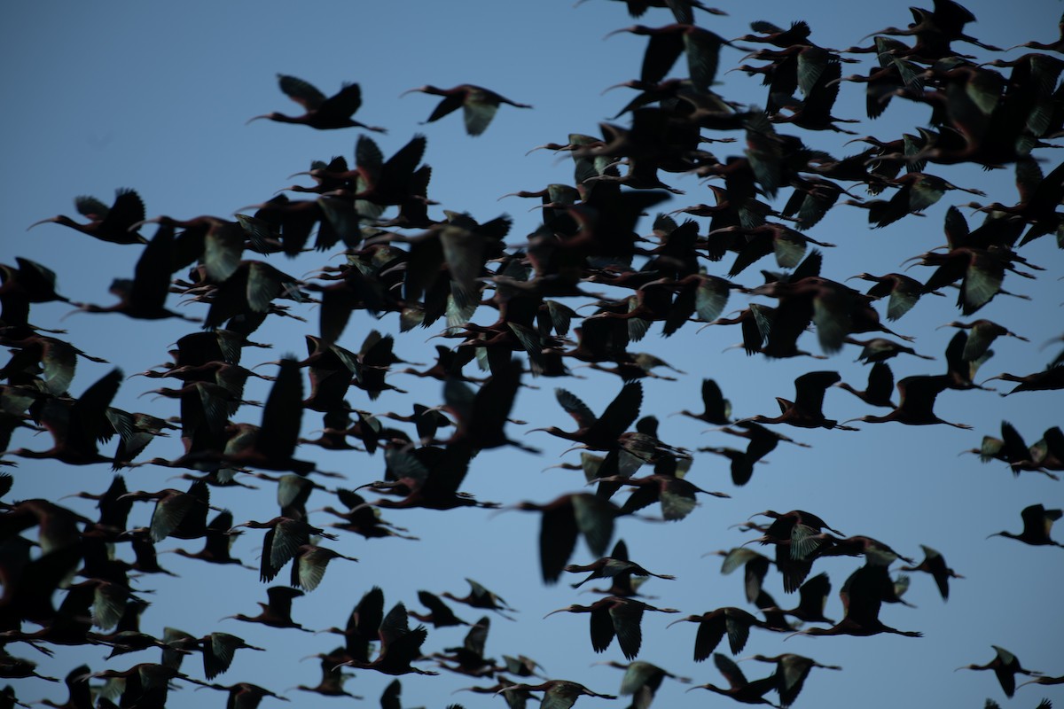 White-faced Ibis - ML617007936