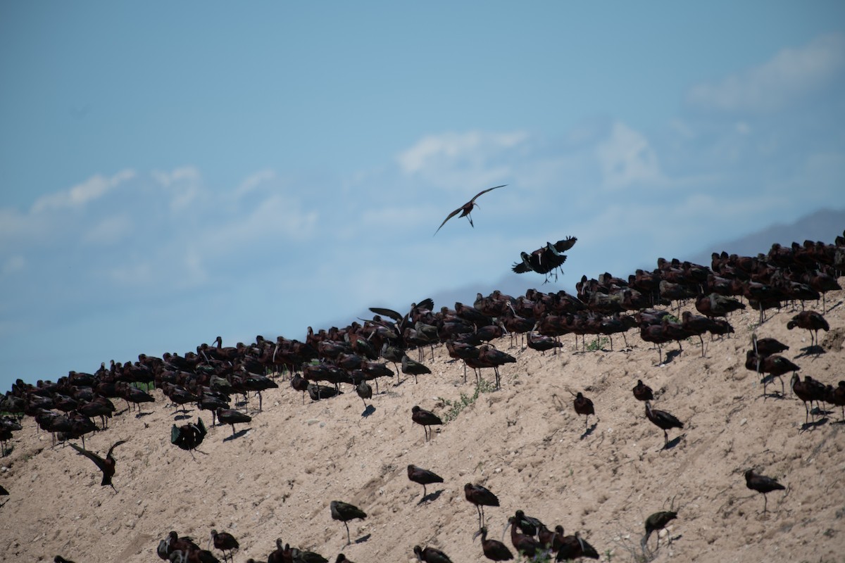 White-faced Ibis - ML617007937