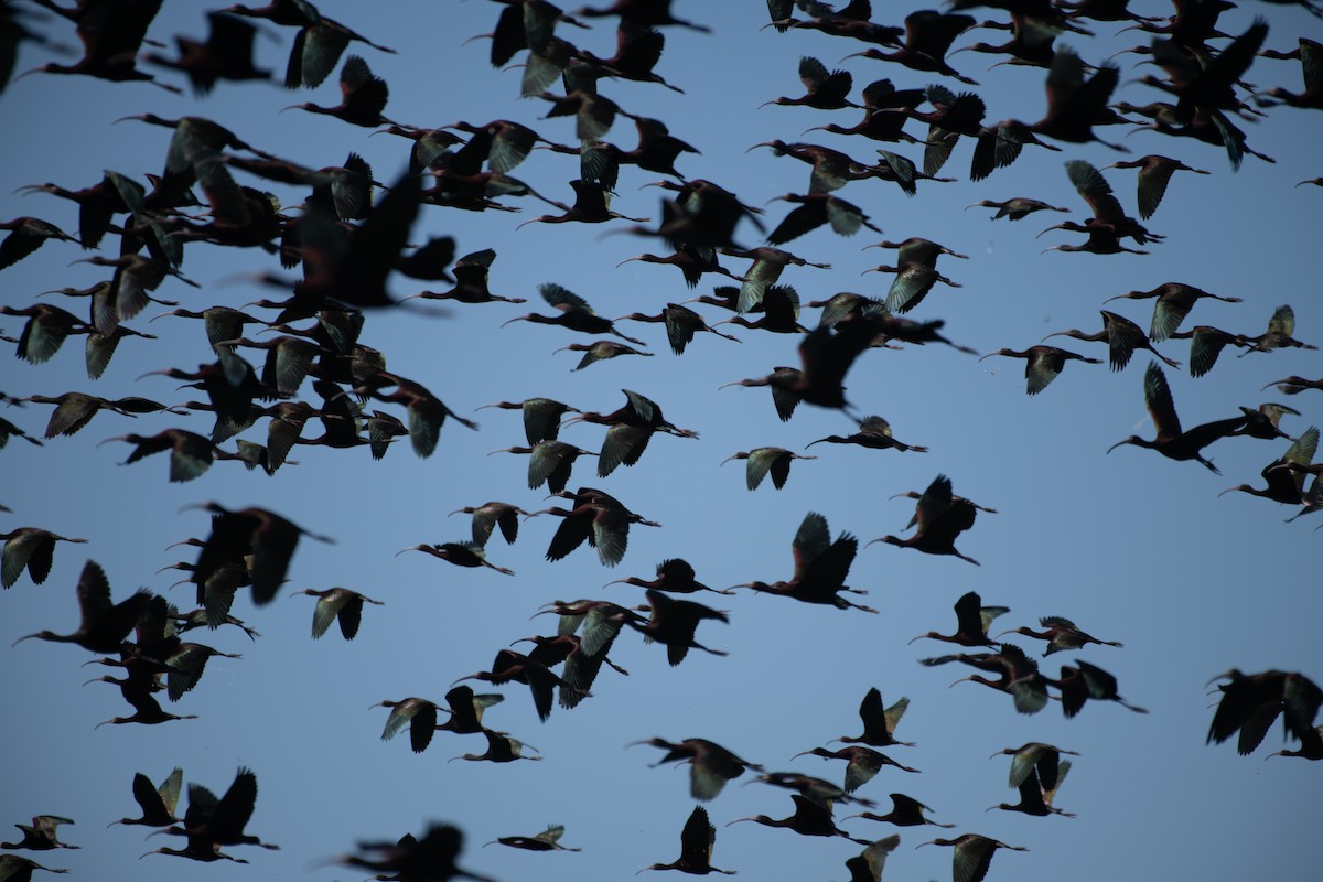 White-faced Ibis - ML617007938