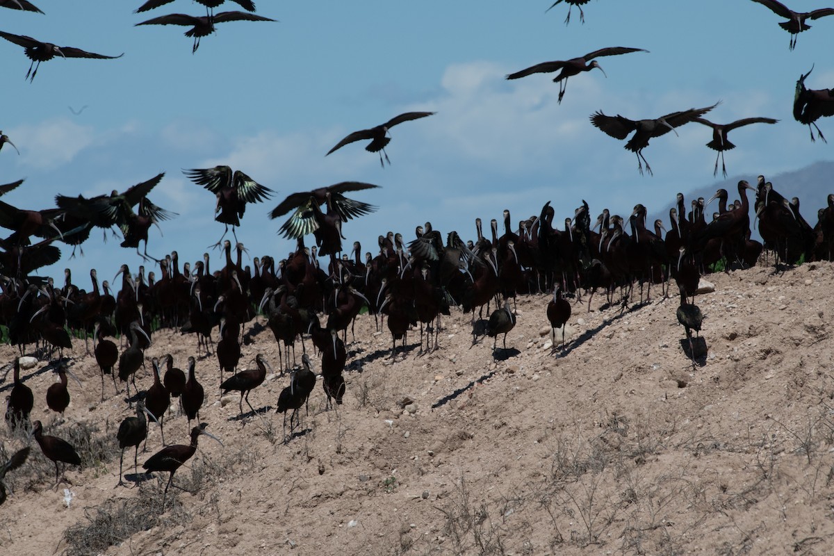 White-faced Ibis - ML617007939