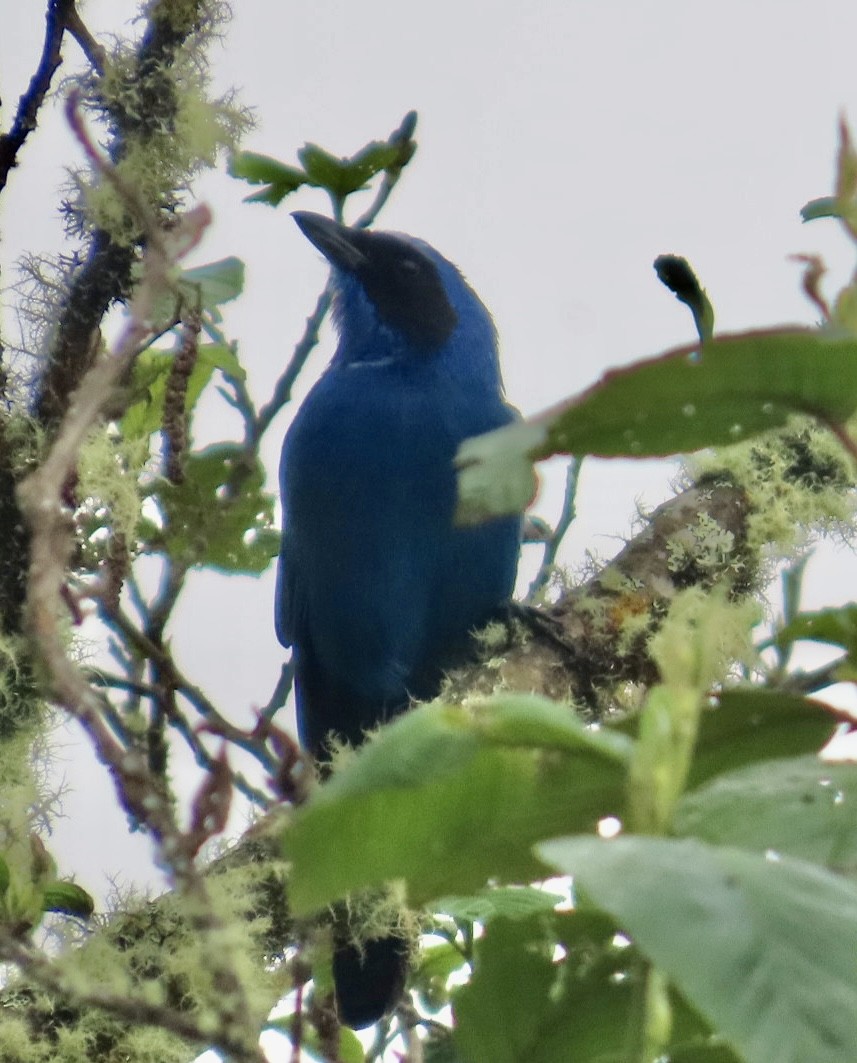 White-collared Jay - ML617007974