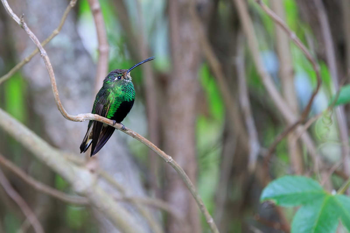 Colibri de Lafresnaye - ML617007985