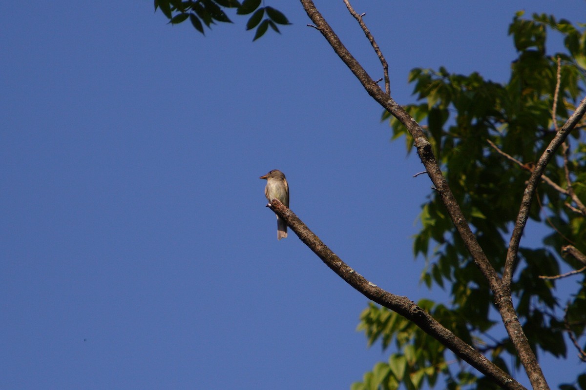 Eastern Wood-Pewee - Yiming Qiu