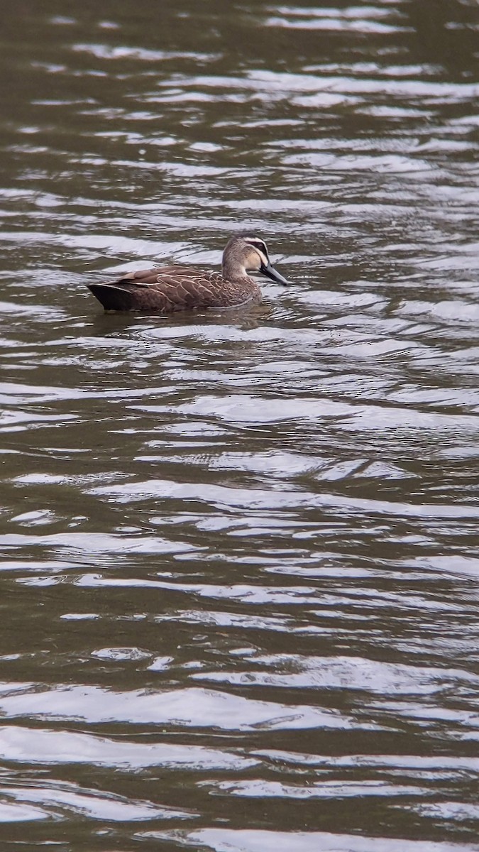 Pacific Black Duck - ML617008067