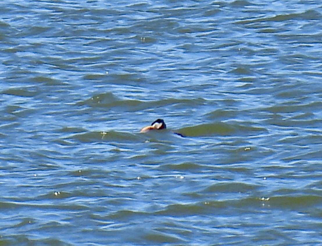 Red-necked Grebe - ML617008087
