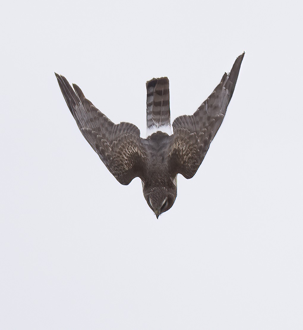 Northern Harrier - ML617008097