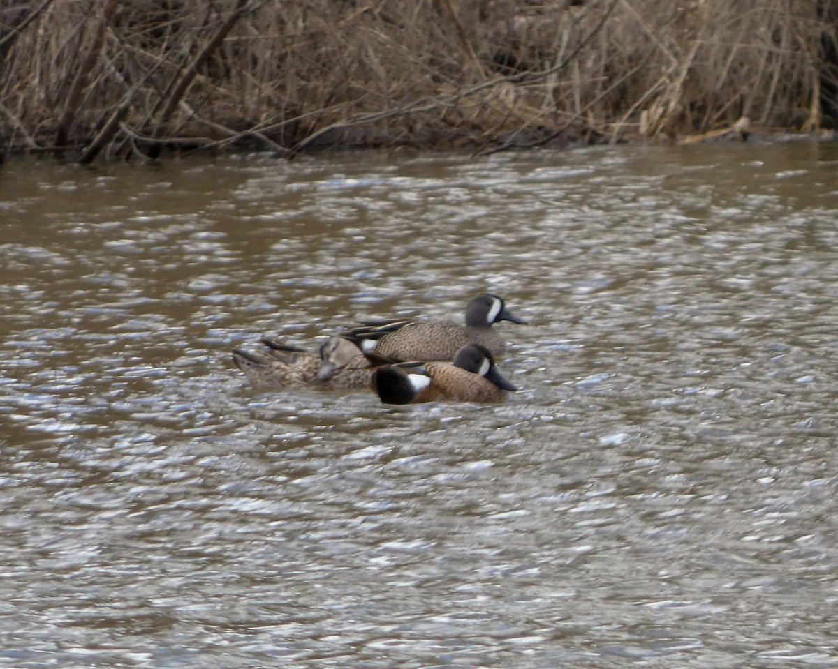 Blue-winged Teal - ML617008100