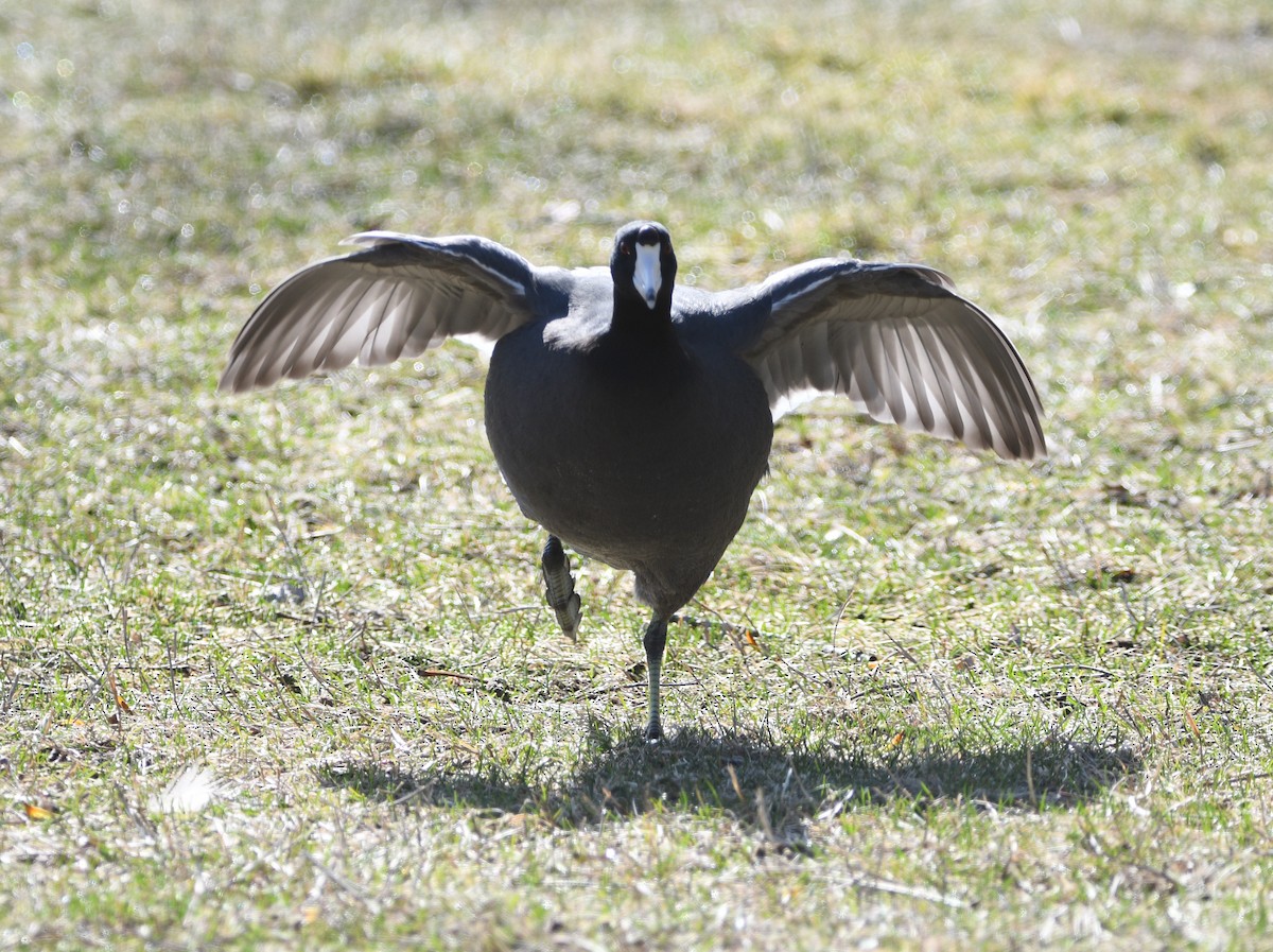 American Coot - ML617008198