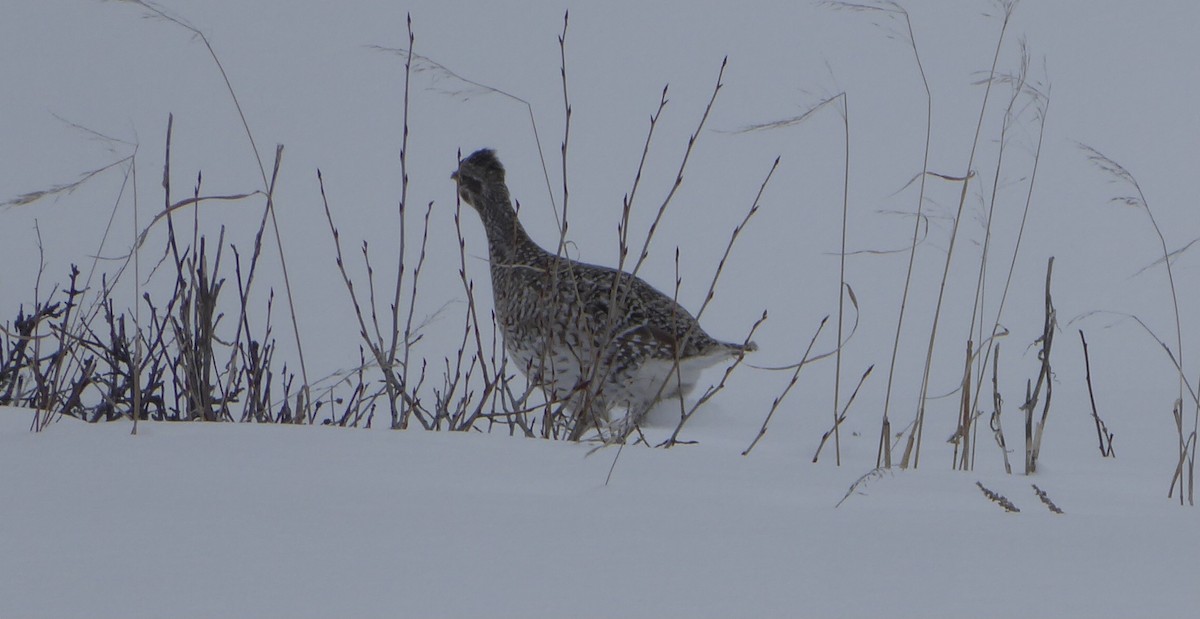 Sharp-tailed Grouse - ML617008203