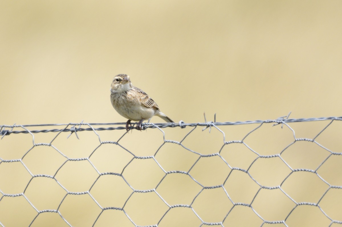 Singing Bushlark - ML617008220