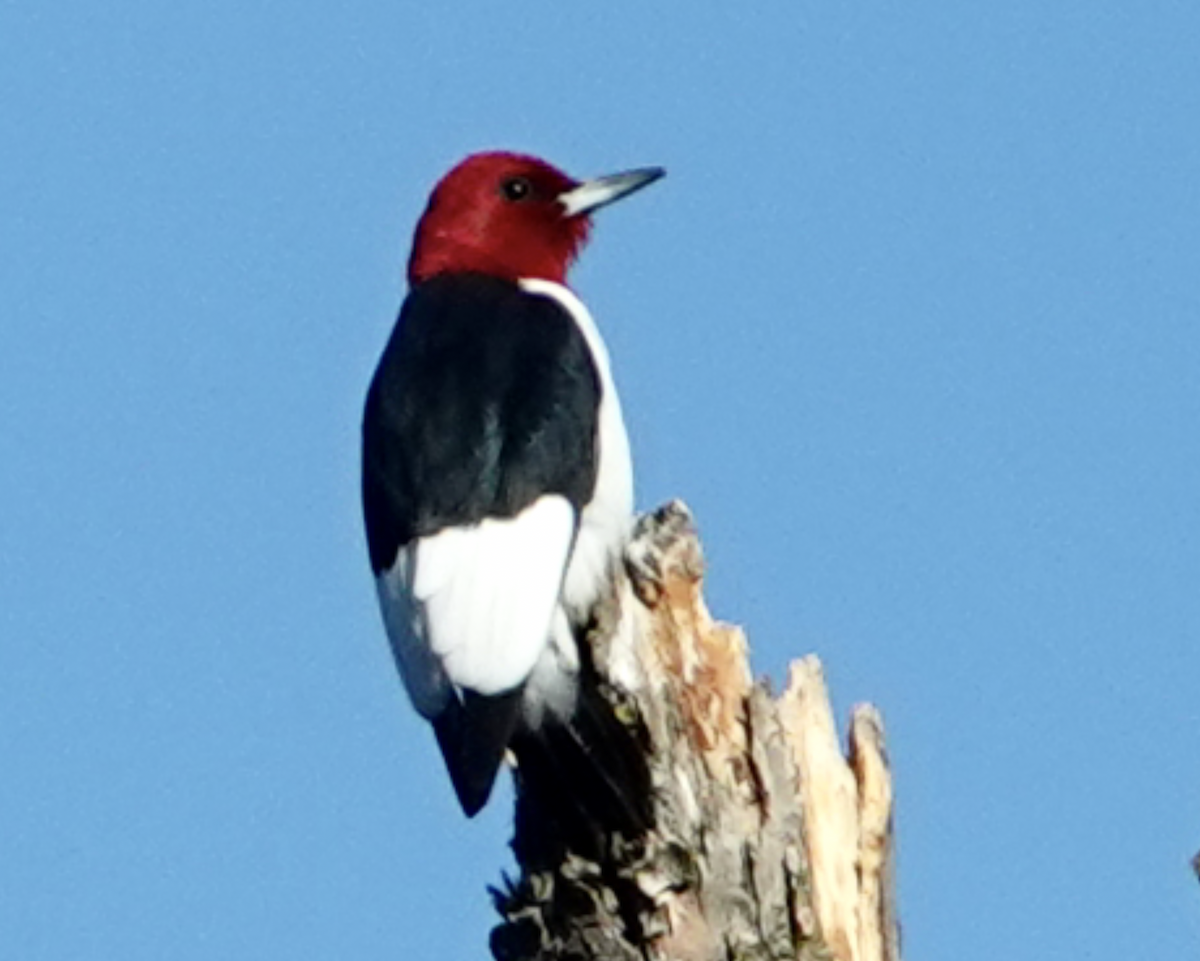 Red-headed Woodpecker - ML617008228